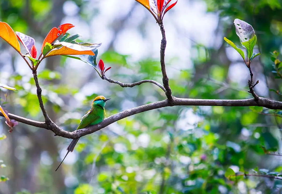 Böhm's Bee-eater